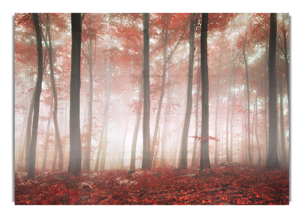 Red misty woods