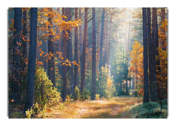 Wald aus hohen Bäumen