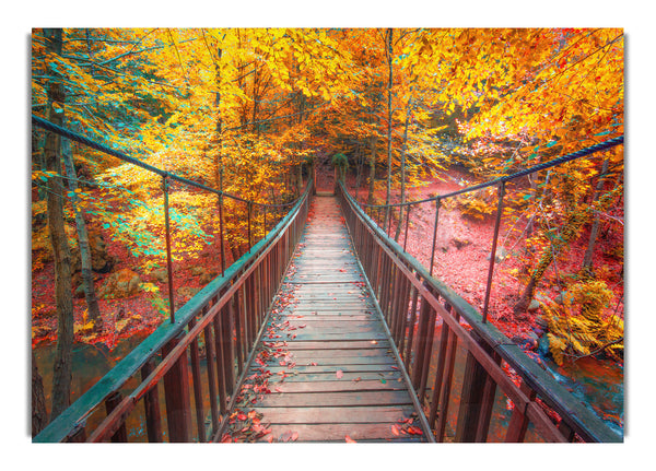 The rope bridge through the forest