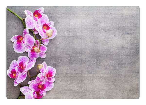 Pink Orchids on grey