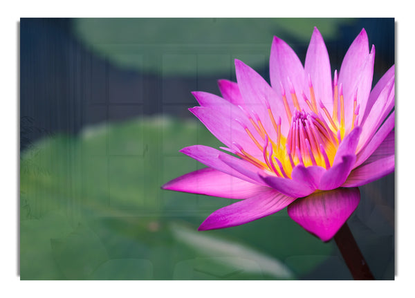 Lotusblüte aus nächster Nähe rosa