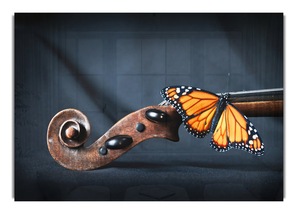 Butterfly resting on Instrument