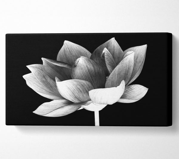 Black and white flower beauty