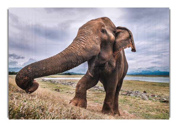 Elephant coming up close