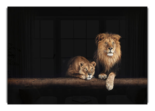 Lions resting in the dark