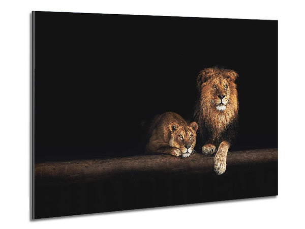 Lions resting in the dark