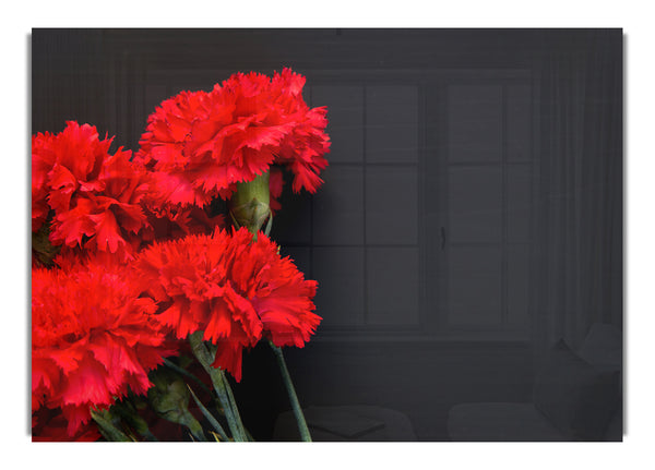 Red flowers dark background