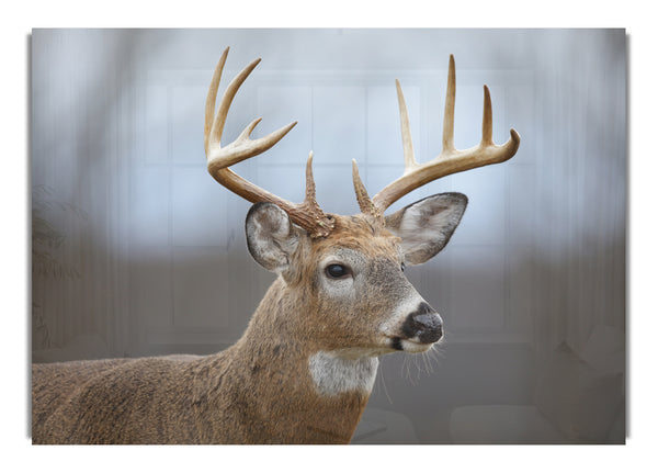 Stag looking onwards