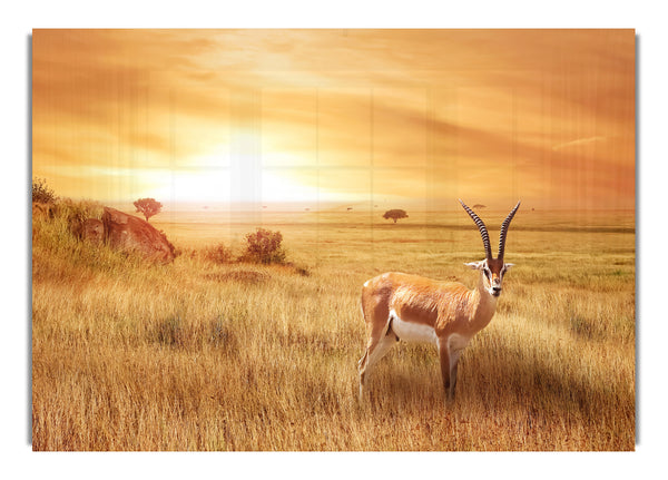 Gazelle im Grasland