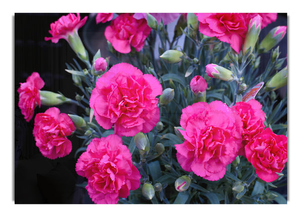 Pink flowers rising