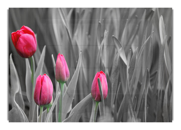 Pink tulips black and white