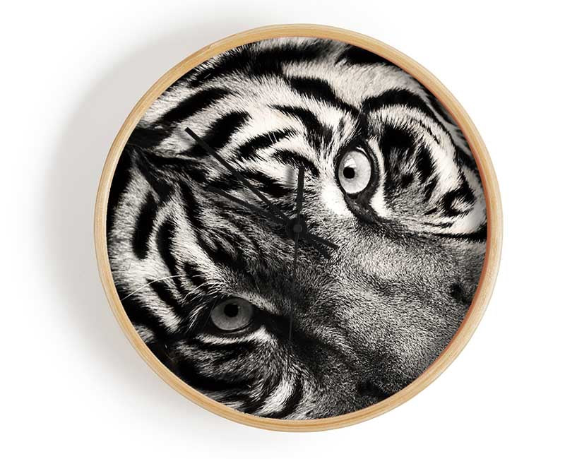 Up close tiger lying down Clock - Wallart-Direct UK