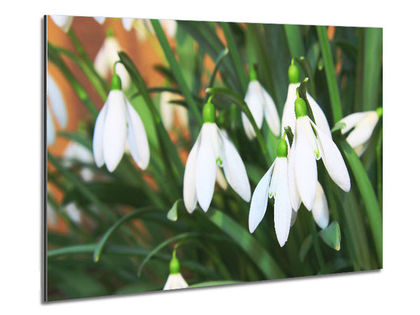 White snowdrops falling down