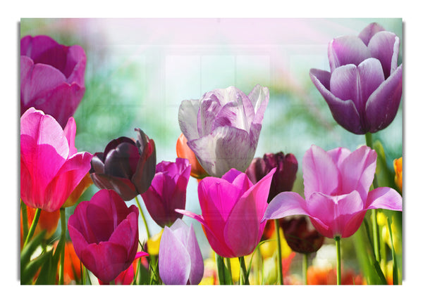 Multiple coloured tulips