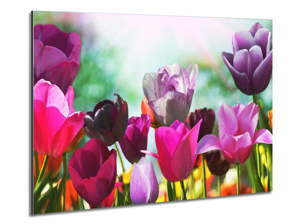 Multiple coloured tulips