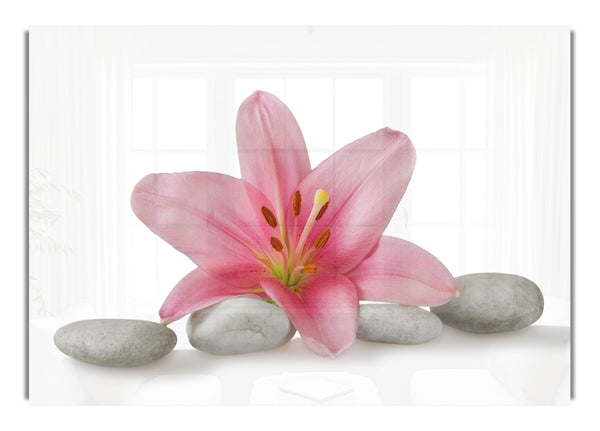 Pink Lilly on grey pebbles