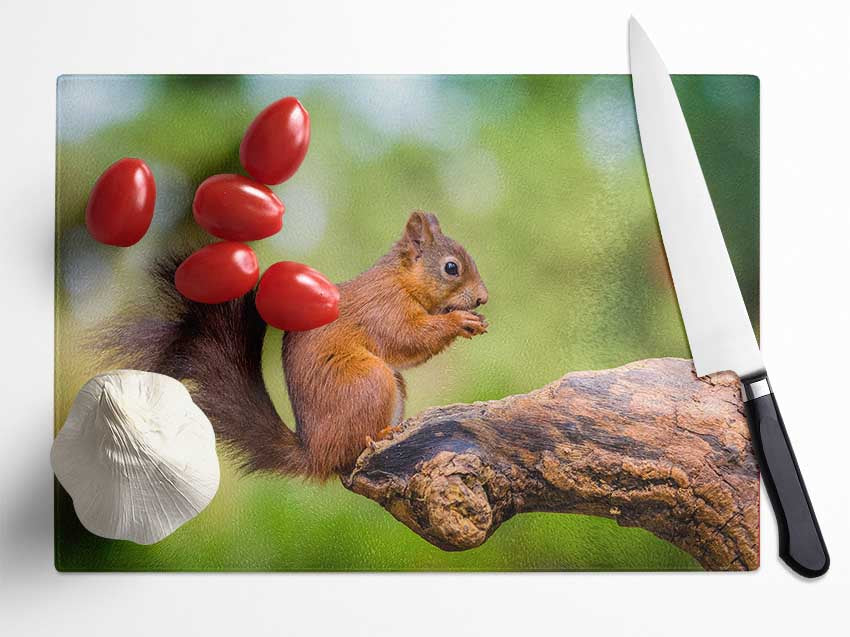 Squirrell eating nuts on branch Glass Chopping Board