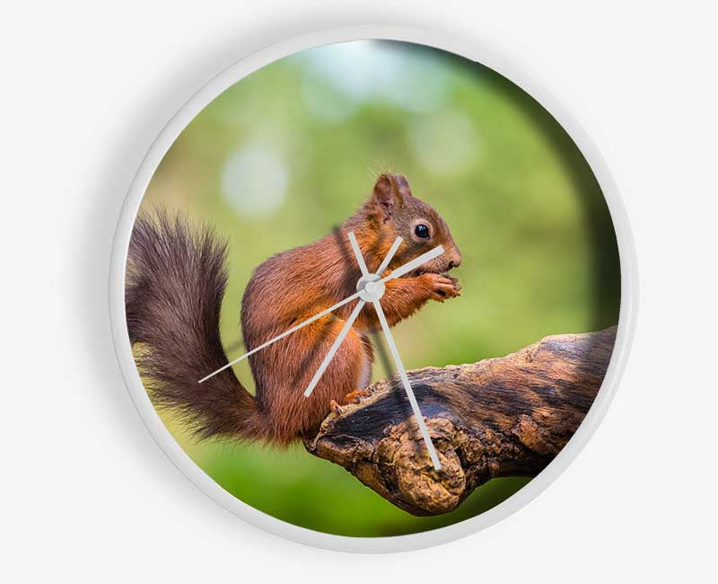 Squirrell eating nuts on branch Clock - Wallart-Direct UK