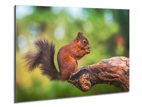 Squirrell eating nuts on branch