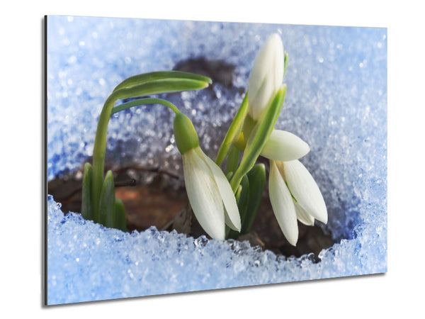 White snowdrops peering through the snow