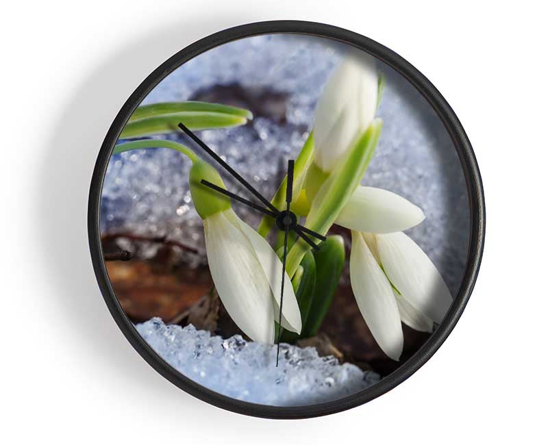 White snowdrops peering through the snow Clock - Wallart-Direct UK