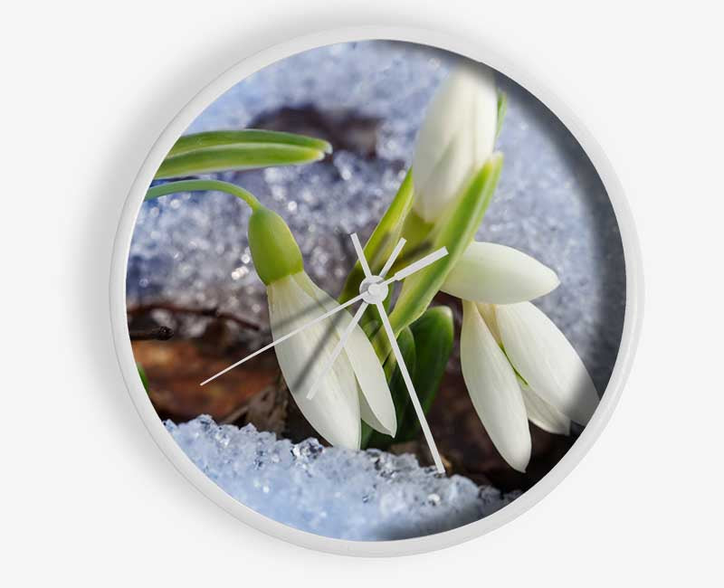 White snowdrops peering through the snow Clock - Wallart-Direct UK