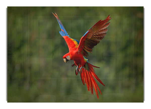 Red Mccaw in flight