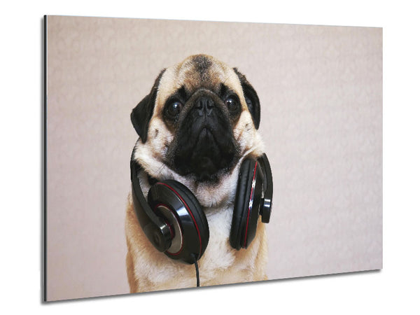 Cool pug wearing headphones