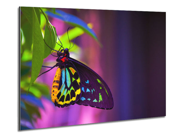 Butterfly closeup on a leaf