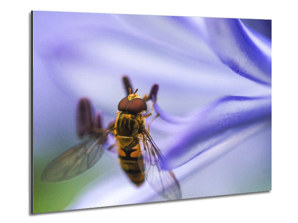 Hover fly on a purple flower