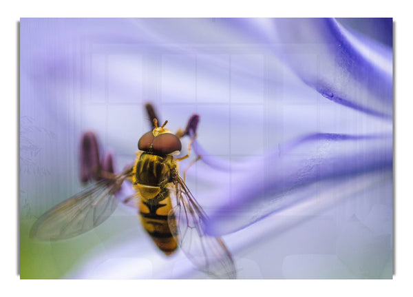 Hover fly on a purple flower