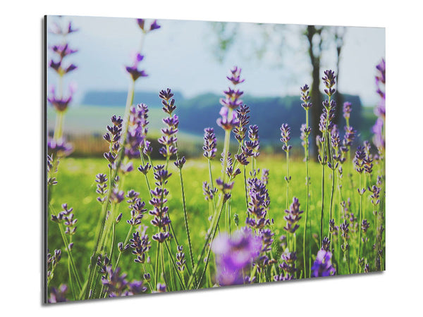 Tiny flowers suspended above the grass