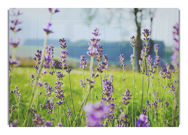 Tiny flowers suspended above the grass