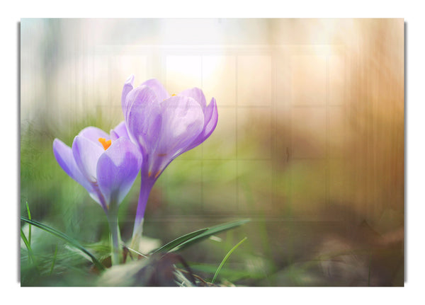 Purple crocus in soft focus