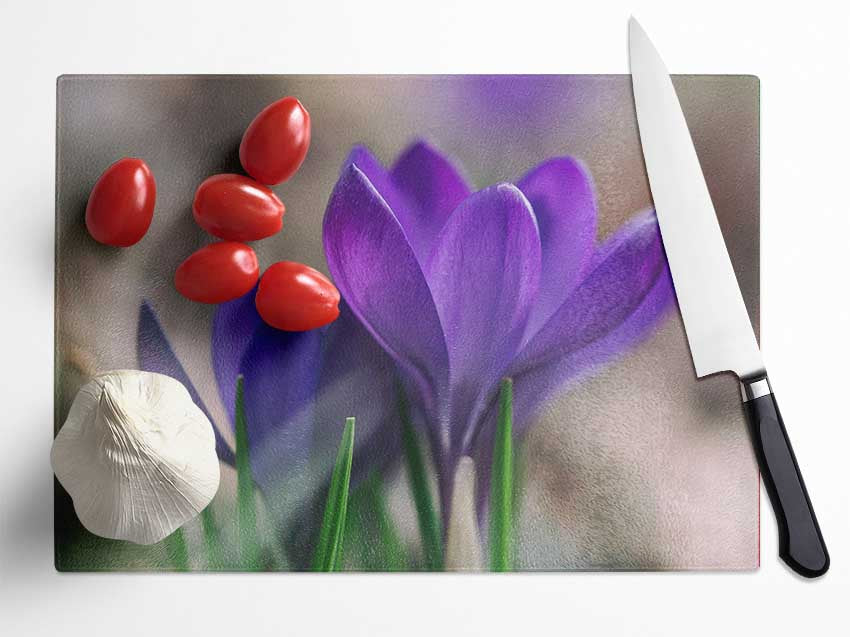 Purple crocus opening up Glass Chopping Board