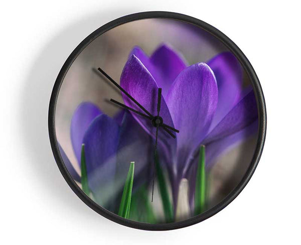 Purple crocus opening up Clock - Wallart-Direct UK