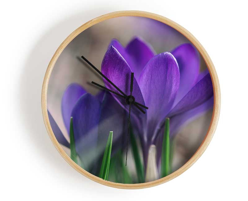 Purple crocus opening up Clock - Wallart-Direct UK