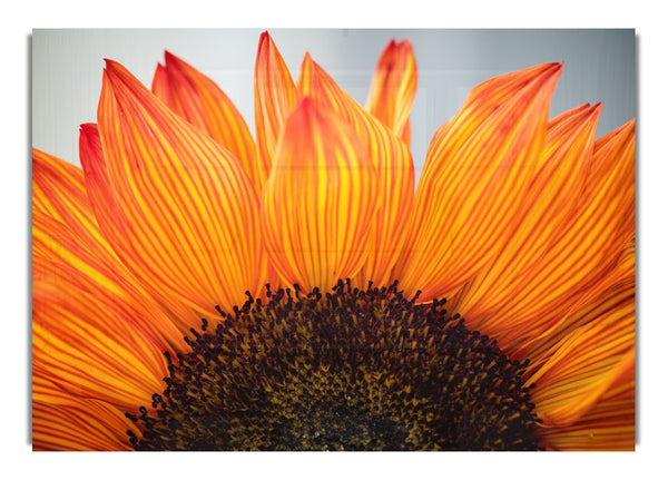 Orange flower opening up close up