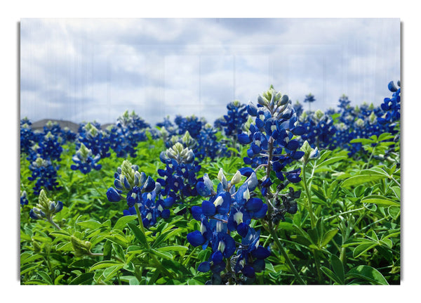 Blaue Blüten auf grünen Stielen