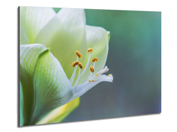 White flower with pollen