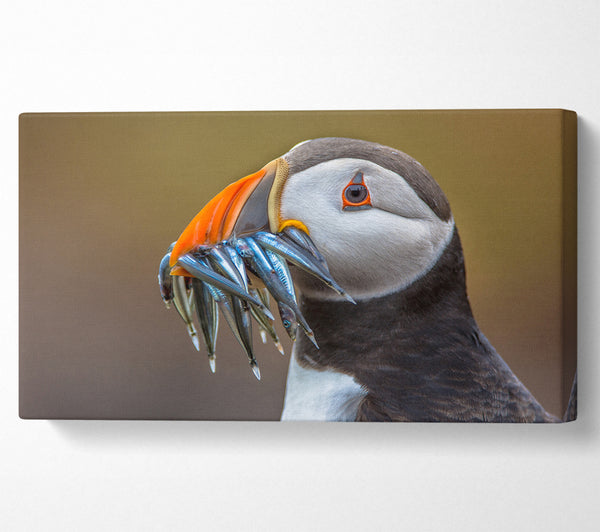 Puffin with a mouthall of fish