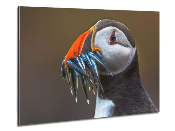 Puffin with a mouthall of fish