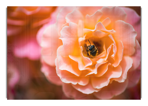 Bee chilling in a flower