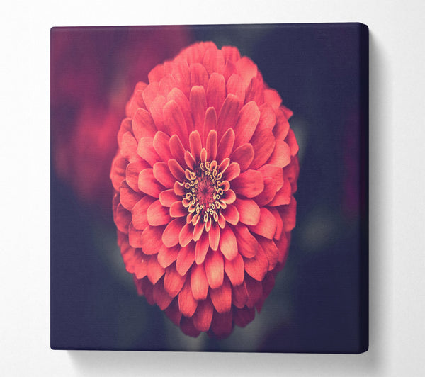 A Square Canvas Print Showing Circular flower perfectly balanced Square Wall Art