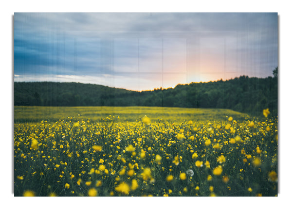 Surreal field of yellow flowers