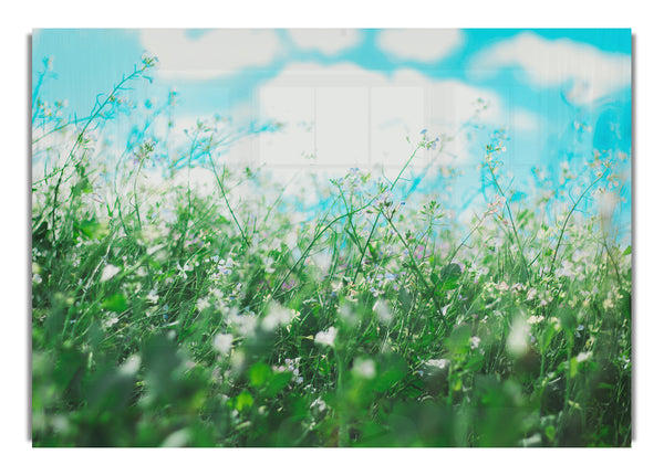 Wild flowers in the spring meadow