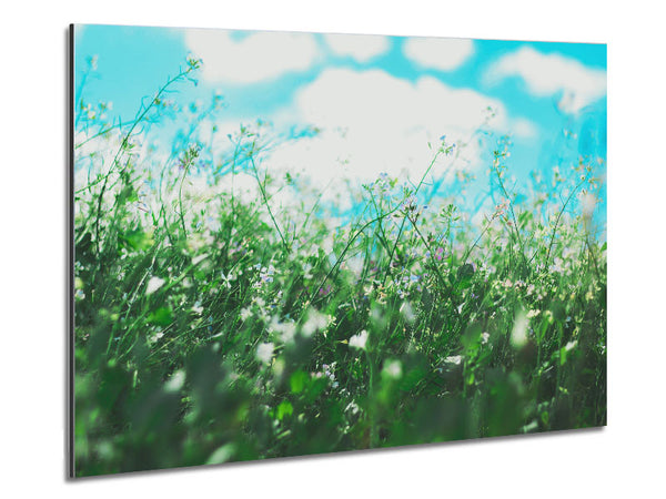 Wild flowers in the spring meadow