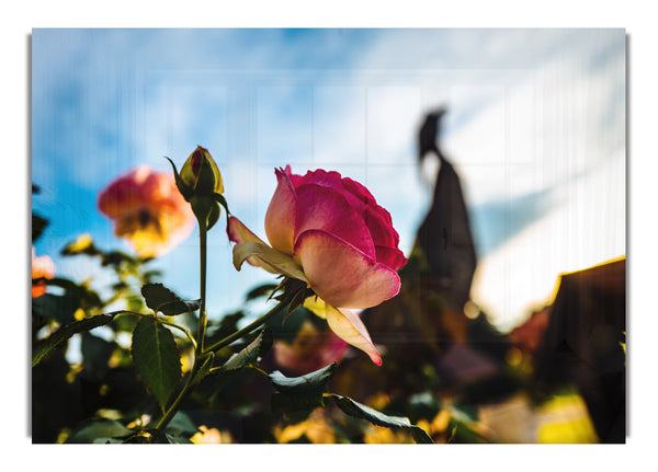 Red rose sunning