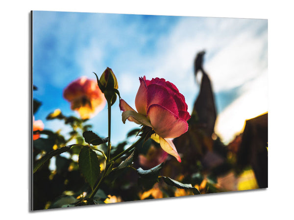 Red rose sunning