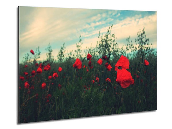 Red poppies on a windy day